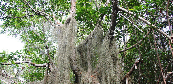 Dans le parc naturel de La Laguna Redonda.