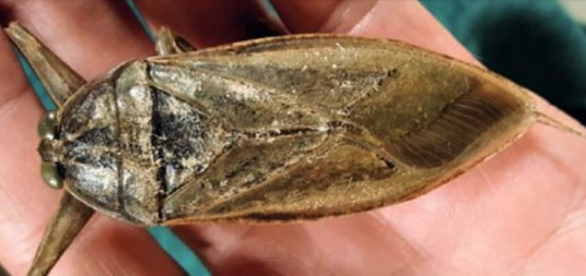 La punaise d’eau géante Lethocerus patruelis.La punaise d’eau géante Lethocerus patruelis. Photo Grigore Antipa La punaise d’eau géante Lethocerus patruelis.La punaise d’eau géante Lethocerus patruelis. Photo Grigore Antipa