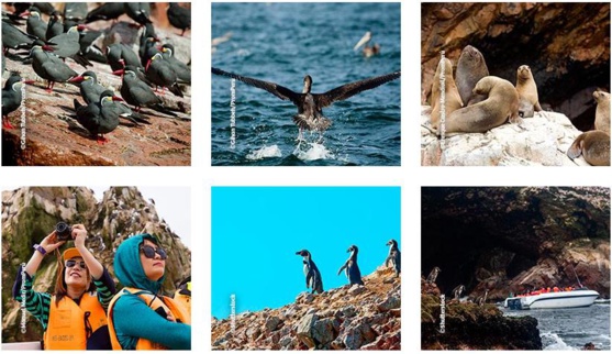 Réserve Nationale Paracas Réserve Nationale Paracas