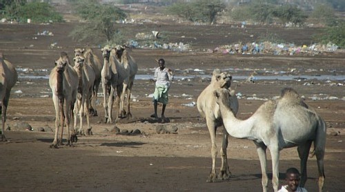 Jaimonvoyage.ca en direct de Djibouti