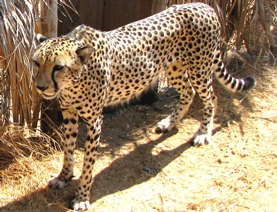 Guépard Guépard