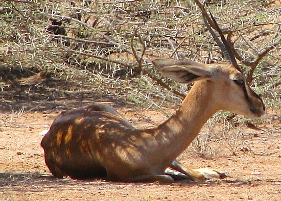 Antilope Antilope