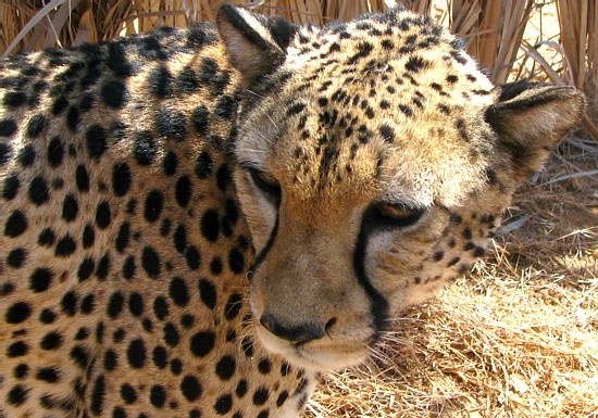 Djibouti et sa faune ; visite du refuge Decan Djibouti et sa faune ; visite du refuge Decan