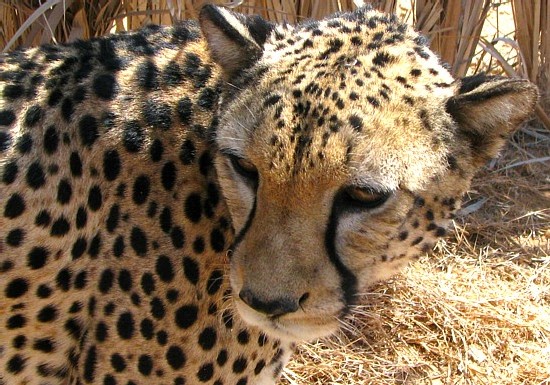 Djibouti et sa faune ; visite du refuge Decan