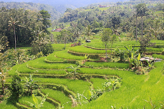 Les célèbres rizières de Jatiluwih, classées au Patrimoine mondial de l'Unesco.