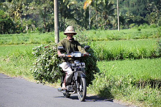 L'est de l'île permet de découvrir le Bali plus rural et plus tranquille L'est de l'île permet de découvrir le Bali plus rural et plus tranquille