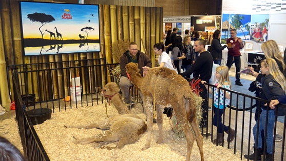 Les adorables bébés dromadaires du Parc Safari d'hemmingford ont fait crquer le public.