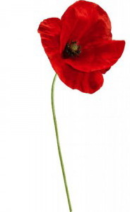 11 novembre, jour du souvenir 11 novembre, jour du souvenir