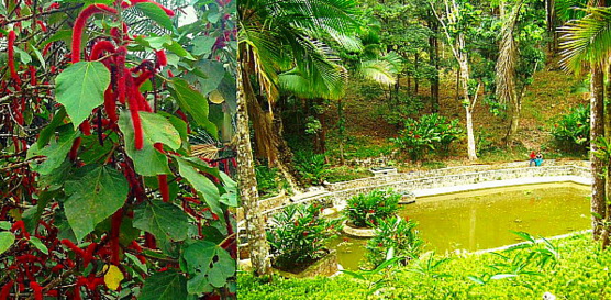 Au sommet du Mont Isabel de Torres, on peut emprunter plusieurs sentiers bordés de jardins fleuris, ruisseaux, bassins, palmiers, tamariniers et acajous (l’arbre national).