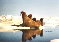 L’Arctique fond. Les ours polaires sans logis en 2070