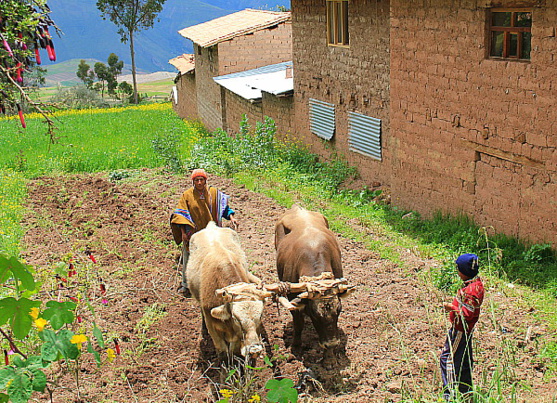 La Vallée sacrée sert encore de grenier, pour plusieurs communautés La Vallée sacrée sert encore de grenier, pour plusieurs communautés