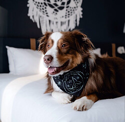 Les chiens acceptés sous conditions au Club Med Québec Charlevoix cet été