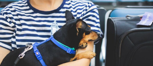 Animaux de compagnie : Les directives IATA permettent un déplacement plus clair et plus régulier dans l’habitacle