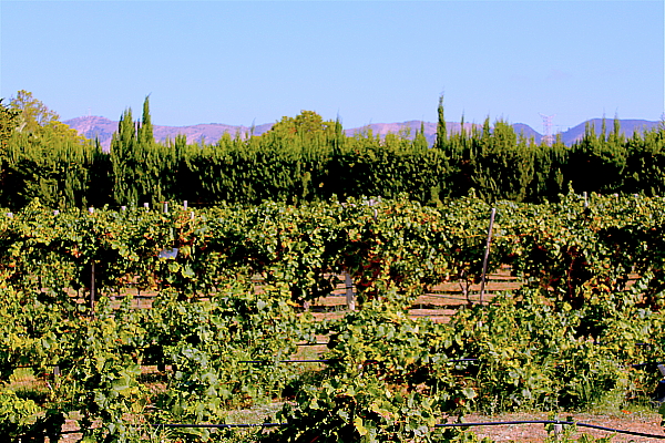 Quelques vignes au soleil.