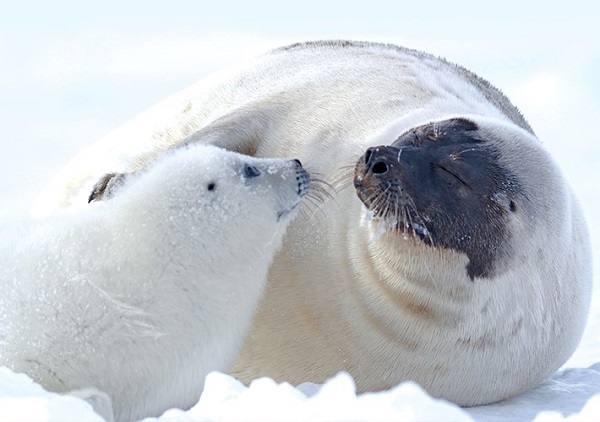 VAC fait la promotion de ses forfaits ski et aventures dans la nature sauvage VAC fait la promotion de ses forfaits ski et aventures dans la nature sauvage