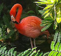 Un flamant dans la serre du Conservatoire de papillons Un flamant dans la serre du Conservatoire de papillons