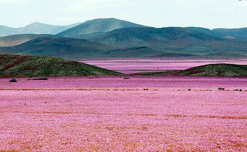 Quand le désert le plus aride du monde se met à fleurir