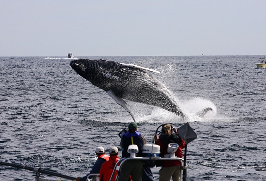 Le Bureau de tourisme de l’État du Massachusetts lance la Route des baleines