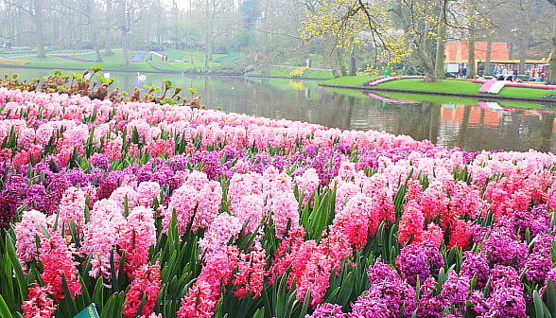 Keukenhof. (archives JMV)