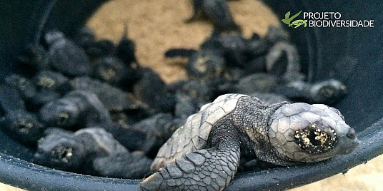Le Cap-Vert enregistre en 2020 un record historique de nids de tortue