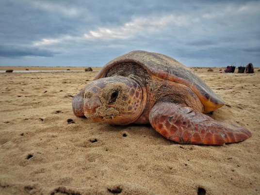 Le Cap-Vert enregistre un nouveau record de nidification des tortues caouannes