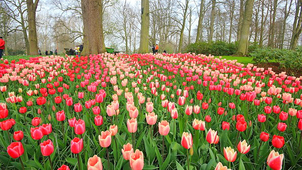 Aux Pays-Bas, la saison touristique débute dès l'ouverture du Keukenhof, au printemps