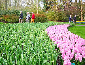 Pays-Bas: Vive la tulipomanie !