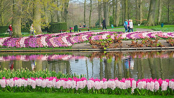 Keukenhof n'est ouvert que 8 semaines mais attire 800 000 visiteurs par année