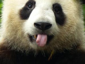 Tout le monde craque pour les pandas. Ces gros toutous à l’air inoffensif sont devenus les porte-étendards du combat pour la sauvegarde de notre environnement en étant adoptés par le plus important organisme écologiste au monde, le WWF (Fonds Mondial pour la Nature), comme animal fétiche. Le panda mène lui-même une lutte décisive pour sa propre survie.