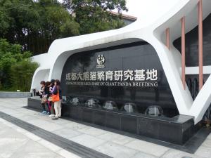 La visite du Centre de recherche et d’élevage des pandas géants représente le point fort d’un séjour à Chengdu.