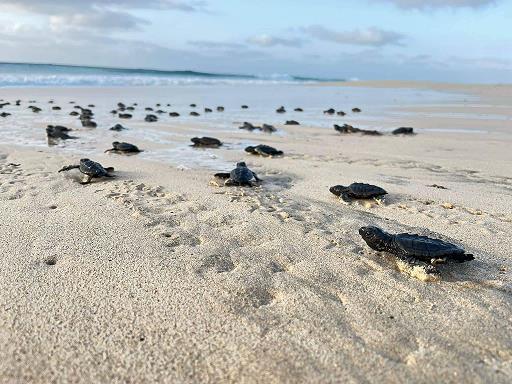 Un total de 114 000 naissances de tortues caouannes au Cap-Vert pendant la saison de nidification de l’année 2022