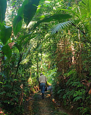 Tout le centre de l'île est couvert par une vaste forêt tropicale luxuriante