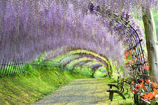 Le jardin de glycines de Kawachi Fujien, photo avec l’aimable autorisation du JNTO