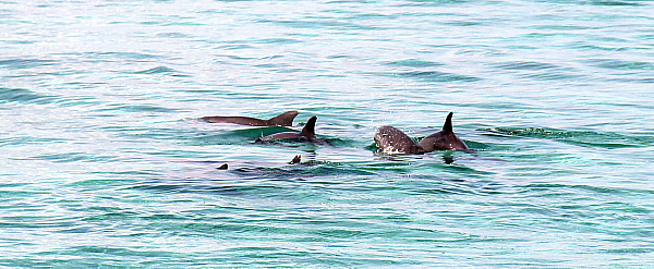 Des dauphins, aperçus lors d'une sortie en catamaran.