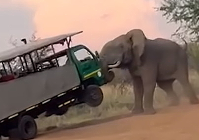 Un éléphant s'en prend à un véhicule de safari en Afrique du Sud