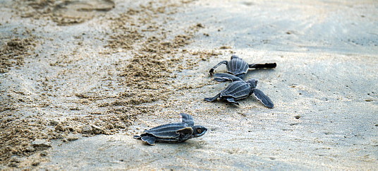 Club Med annonce plusieurs développements importants dans l’ensemble de son portefeuille international Club Med annonce plusieurs développements importants dans l’ensemble de son portefeuille international