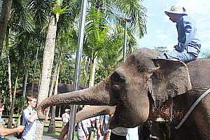Non loin d'Ubud, l'Elephant Safari Park est le seul endroit de Bali où l'on peut faire des randonnées à dos d'éléphant Non loin d'Ubud, l'Elephant Safari Park est le seul endroit de Bali où l'on peut faire des randonnées à dos d'éléphant