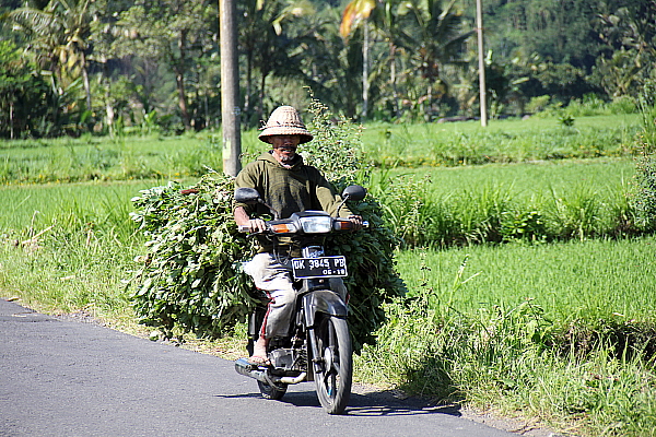 L'est de l'île permet de découvrir le Bali plus rural et plus tranquille L'est de l'île permet de découvrir le Bali plus rural et plus tranquille