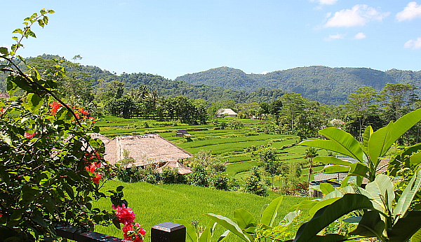 L'hôtel Samanvaya, dont la terrasse et la piscine donnent vue sur les rizières