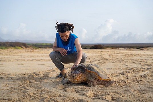 Plus de 150 000 tortues ont été relâchées au Cap-Vert lors de la saison de nidification 2024