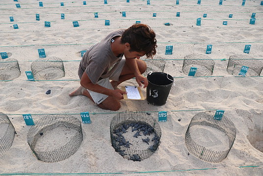 Plus de 150 000 tortues ont été relâchées au Cap-Vert lors de la saison de nidification 2024