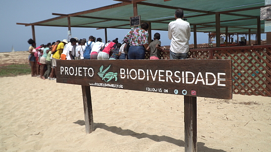 Plus de 150 000 tortues ont été relâchées au Cap-Vert lors de la saison de nidification 2024