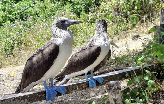 Fous a pieds bleus, Isla de la Plata
