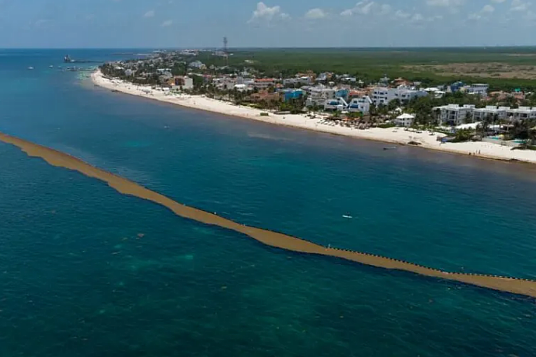 Playa del Carmen déploie une immense barrière anti-sargasses pour protéger la plupart des plages populaires 