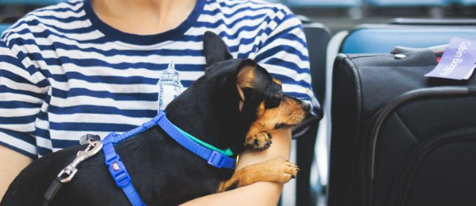 Animaux de compagnie : Les directives IATA permettent un déplacement plus clair et plus régulier dans l’habitacle
