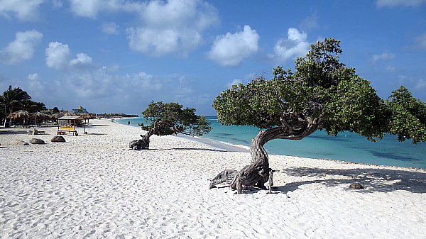 Les arbres fofoti (Conocarpus erectus) de la plage Eagle sont des symboles nationaux d’Aruba, et ils affichent clairement la puissance et la direction du vent…