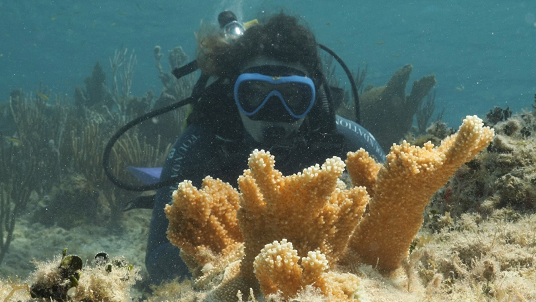 Face à une nouvelle vague de chaleur marine, la Fondation MSC poursuit la restauration des coraux aux Bahamas